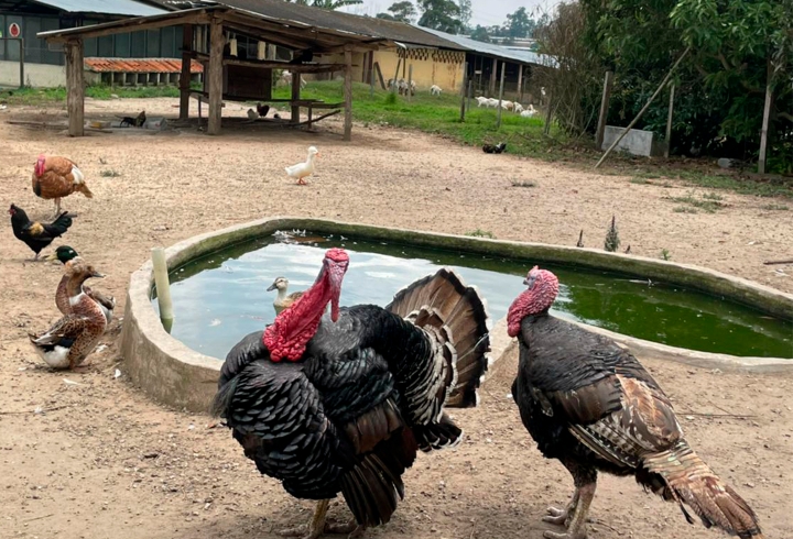 En los diferentes espacios del Refugio encontramos a los pavos domésticos, que conviven con otras especies de aves, como los patos y gallinas que se observan.