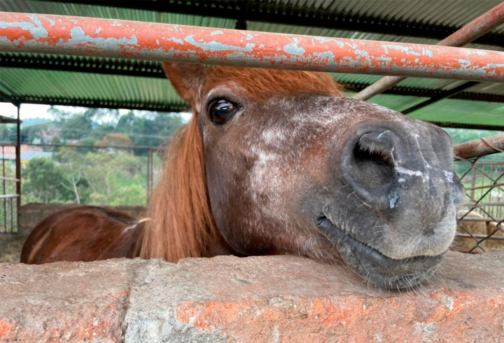 Los turistas a lo largo del recorrido se encontraran con los equinos, como este amigable caballo que se acerca al muro para saludar.