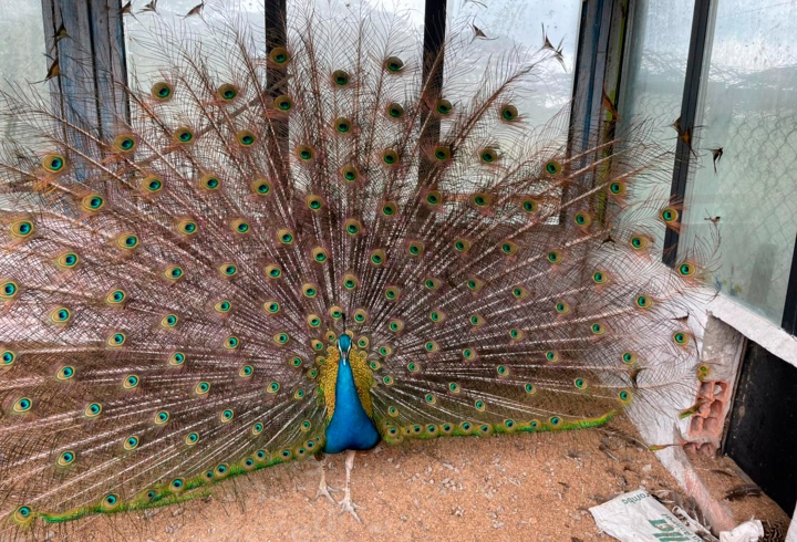 Entre los atractivos del lugar encontramos a los pavos reales, como este hermoso ejemplar que extiende sus plumas iridiscentes. Normalmente, esta acción la realizan para sus rituales de cortejo y apareamiento.