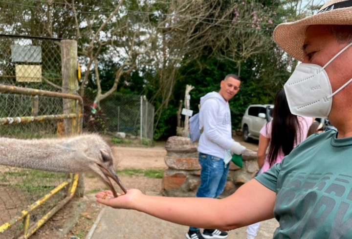 Cuando se inicia el recorrido por la granja, los turistas pueden encontrar  y alimentar a una de las aves más grandes del mundo, las avestruces.