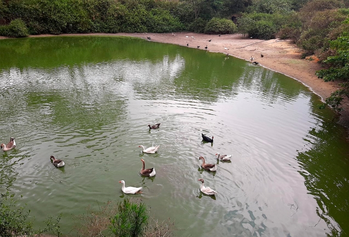 Al frente de las avestruces se encuentran los patos, que se acercan amigablemente para recibir el alimento que les pueden dar los visitantes.