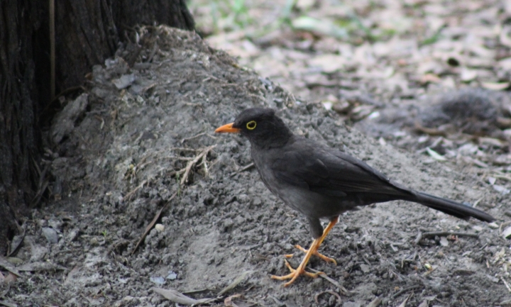 Mirla patinaranja, Parque Simón Bolívar