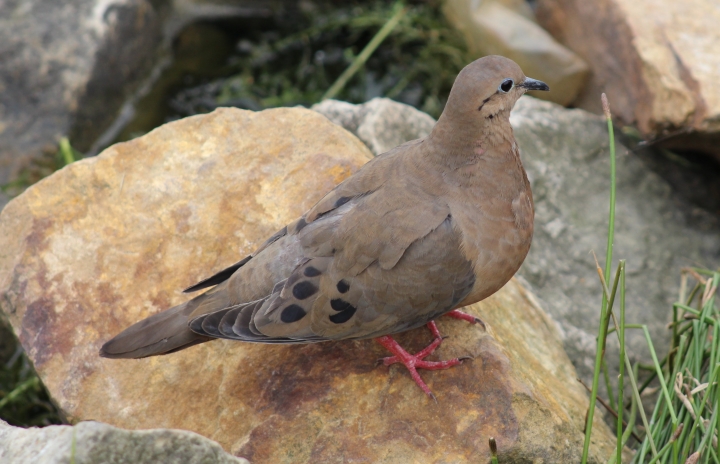 Zenaida torcaza, Parque Simón Bolívar