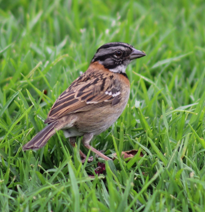 Gorri&oacute;n Chingolo, Parque Sim&oacute;n Bol&iacute;var