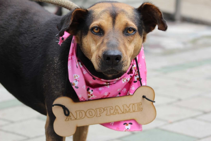En imagen, Dulce, una de las perras callejeras que se encuentra en adopción.