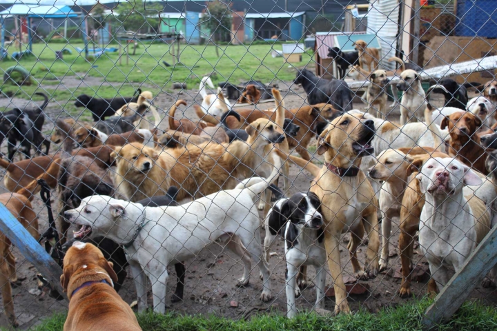 Según un estudio realizado por la Universidad de la Salle, en la localidad de Ciudad Bolívar hay aproximadamente 7 mil perros callejeros.
