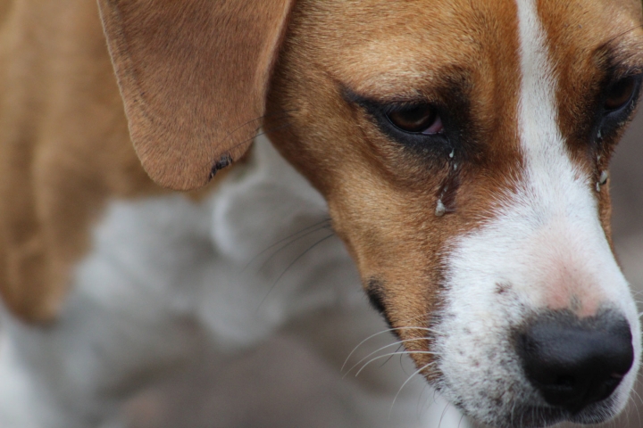 Algunos de los objetivos que tiene la Fundación Milagrinos son rescatar y mejorar la calidad de vida de los perros y gatos callejeros, además de promover la adopción de animales rescatados y, finalmente, reducir el número de perros callejeros por medio de la concientización del cuidado animal.