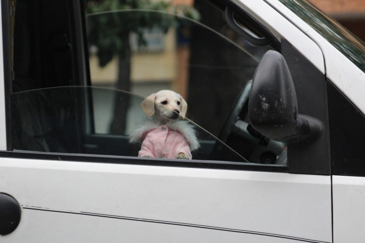 Esta perrita tiene tres meses y aun no se le ha otorgado un nombre, debido a que Alejandro y Sussy tienen la percepción de que al ponerle nombres a los cachorros, nadie los adopta.