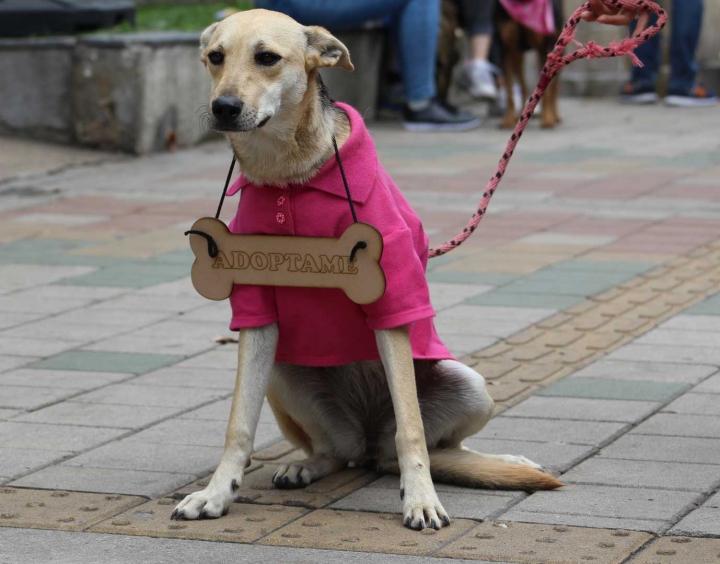 Ella se llama Púrpura y es uno de los animales callejeros que está en adopción en el Refugio de Milagrinos.