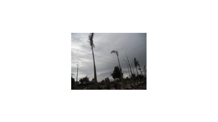 Palmeras ubicadas en la Autopista Norte con 163 en Bogot&aacute;.