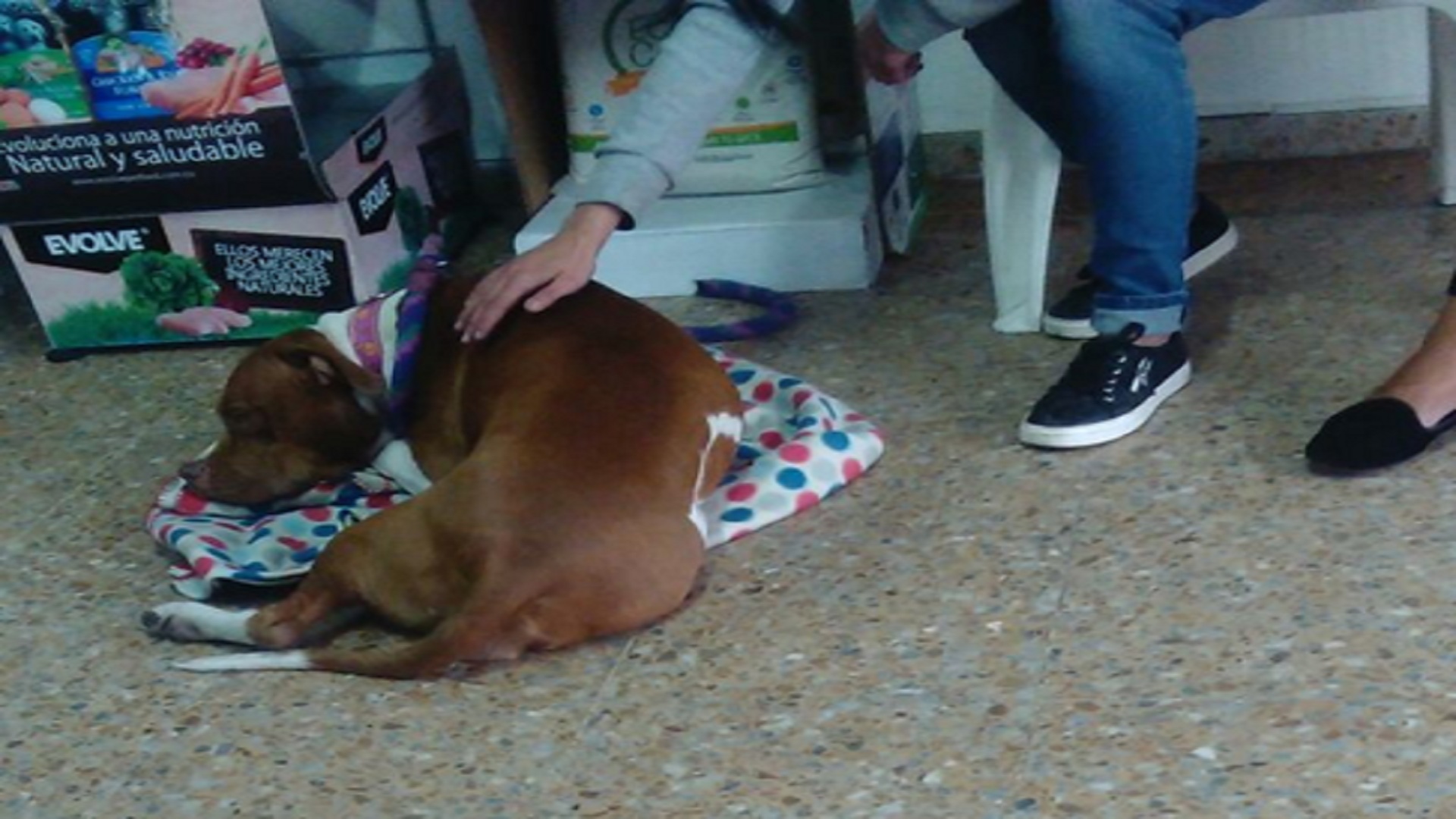 Pitbull hembra que acababa de salir de ser esterilizada en la jornada del 8 de septiembre en Vet In House.