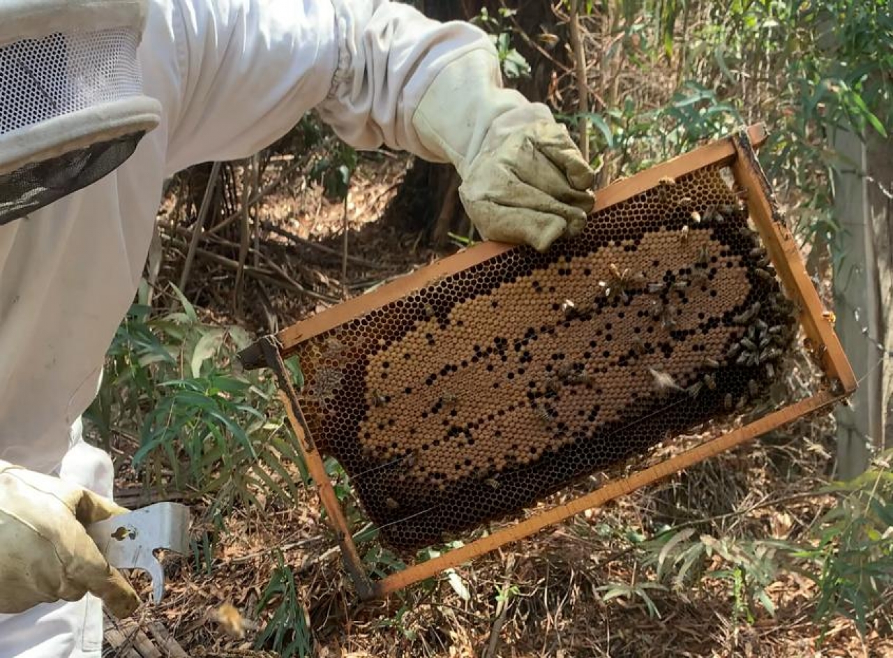 Entre el concreto y el néctar: Trazando el camino de la apicultura en Bogotá