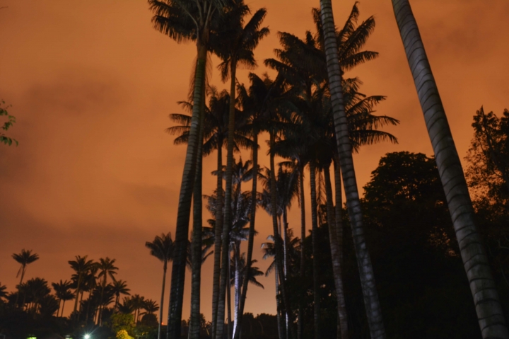 Así fue el primer Jardín Botánico Nocturno del 2017